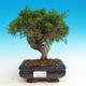 Venkovní bonsai - Juniperus chinensis Itoigawa-Jalovec čínský - 1/3