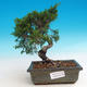 Venkovní bonsai - Juniperus chinensis Itoigawa-Jalovec čínský - 1/3