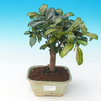 Pokojová bonsai - Eugenia unoflora - Australská třešeň - 1
