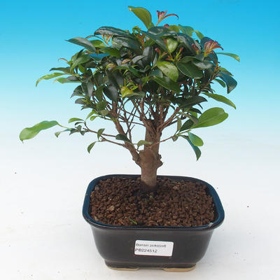 Pokojová bonsai - Eugenia unoflora - Australská třešeň - 1