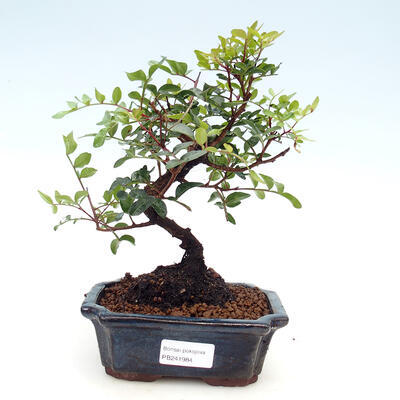 Pokojová bonsai -  Pistácie - 1