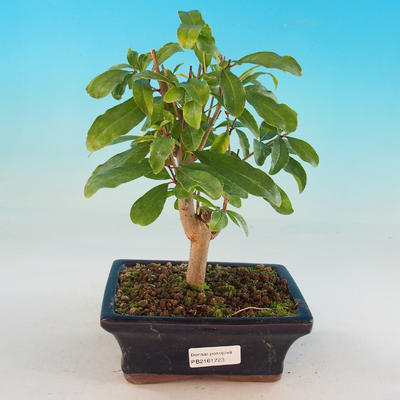 Pokojová bonsai-PUNICA granatum nana-Granátové jablko - 1