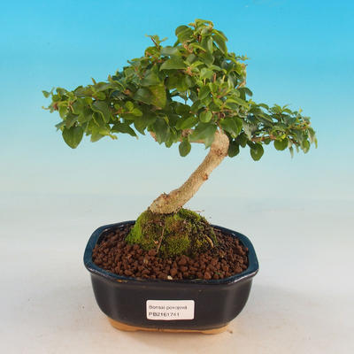 Pokojová bonsai -Ligustrum chinensis - Ptačí zob - 1
