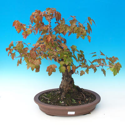 Venkovní bonsai - Acer ginala - Javor ohnivý - 1
