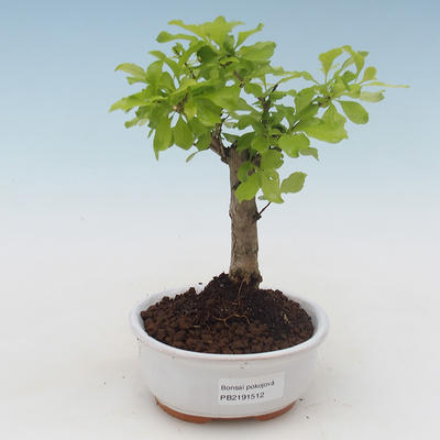 Pokojová bonsai - Duranta erecta Aurea PB2191512 - 1
