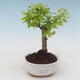 Pokojová bonsai - Duranta erecta Aurea PB2191512 - 1/3