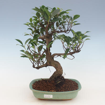 Pokojová bonsai - Ficus retusa -  malolistý fíkus 2191462 - 1