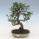Pokojová bonsai - Ficus retusa -  malolistý fíkus 2191462 - 1/2