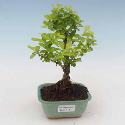 Pokojová bonsai - Duranta erecta Aurea PB2191513 - 1