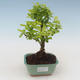 Pokojová bonsai - Duranta erecta Aurea PB2191513 - 1/3