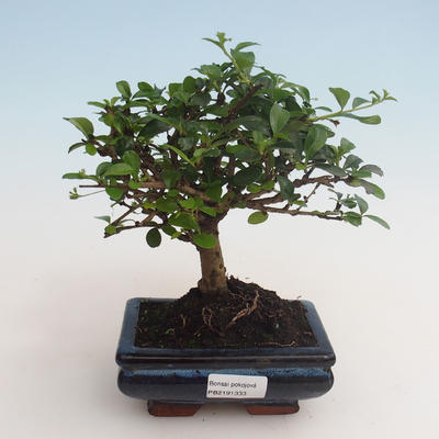 Pokojová bonsai - Carmona macrophylla - Čaj fuki 412-PB2191333 - 1