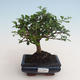 Pokojová bonsai - Carmona macrophylla - Čaj fuki 412-PB2191333 - 1/5