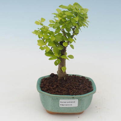 Pokojová bonsai - Duranta erecta Aurea PB2191514 - 1