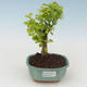 Pokojová bonsai - Duranta erecta Aurea PB2191514 - 1/3