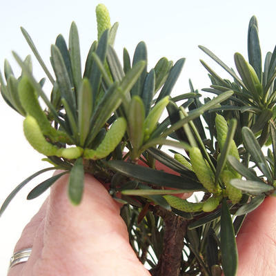 Pokojová bonsai - Podocarpus - Kamenný tis PB220590 - 1