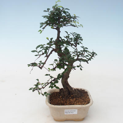Pokojová bonsai - Ulmus parvifolia - Malolistý jilm PB2191753 - 1