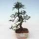 Pokojová bonsai - Ulmus parvifolia - Malolistý jilm PB2191753 - 1/3
