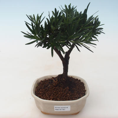 Pokojová bonsai - Podocarpus - Kamenný tis PB2191761 - 1