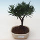 Pokojová bonsai - Podocarpus - Kamenný tis PB2191761 - 1/4