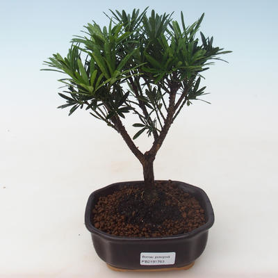Pokojová bonsai - Podocarpus - Kamenný tis PB2191763 - 1