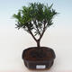 Pokojová bonsai - Podocarpus - Kamenný tis PB2191763 - 1/4