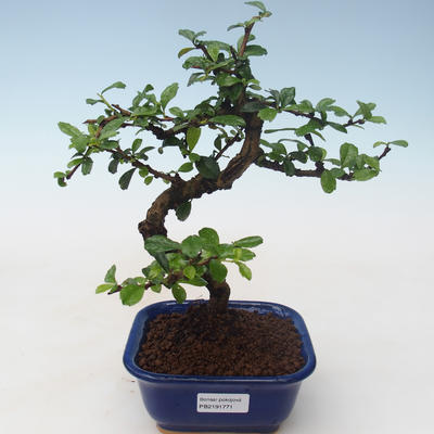Pokojová bonsai - Carmona macrophylla - Čaj fuki PB2191771 - 1