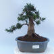 Venkovní bonsai - Taxus cuspidata  - Tis japonský - 1/6