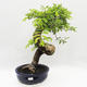 Pokojová bonsai -Phyllanthus Niruri- Smuteň - 1/6