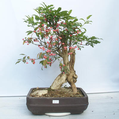 Venkovní bonsai- Brslen evropský - euonimus - 1