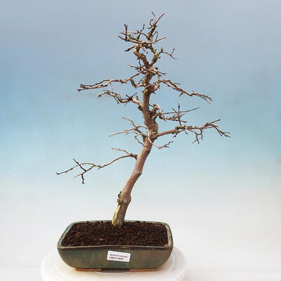 Venkovní bonsai -Carpinus Coreana - Habr korejský - 1