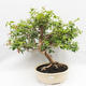 Pokojová bonsai - Australská třešeň - Eugenia uniflora - 1/5