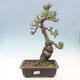 Venkovní bonsai - Pinus parviflora - borovice drobnokvětá - 1/4