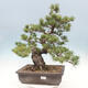 Venkovní bonsai - Pinus parviflora - borovice drobnokvětá - 1/5