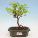 Venkovní bonsai - Acer GINALA - Javor ohnivý - 1/3