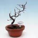 Venkovní  bonsai -  Chaneomeles chinensis - Kdoulovec čínsky - 1/4