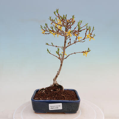 Venkovní bonsai - Zlatice - Forsythia intermedia - 1