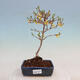 Venkovní bonsai - Zlatice - Forsythia intermedia - 1/4
