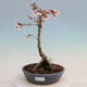Venkovní bonsai - Prunus incisa Kojou-no mai-Slivoň vyříznutá - 1/5