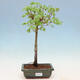 Venkovní bonsai - Javor palmatum katsura GISAN - Javor dlanitolistý - 1/3