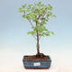Venkovní bonsai - Javor palmatum katsura GISAN - Javor dlanitolistý - 1/3