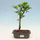 Venkovní bonsai -Javor malolistý SHISHIGASHIRA - 1/3