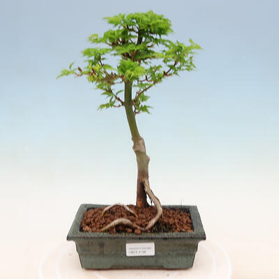 Venkovní bonsai -Javor malolistý SHISHIGASHIRA - 1