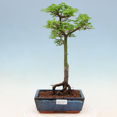 Venkovní bonsai -Javor malolistý SHISHIGASHIRA - 1