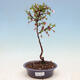 Venkovní bonsai - Prunus incisa Kojou-no mai-Slivoň vyříznutá - 1/4