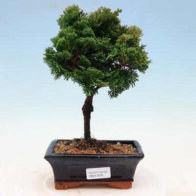 Venkovní bonsai - Cham.pis obtusa Nana Gracilis - Cypřišek - 1