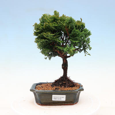 Venkovní bonsai - Cham.pis obtusa Nana Gracilis - Cypřišek - 1