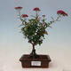 Venkovní bonsai - Larix decidua - Modřín opadavý - POUZE PALETOVÁ PŘEPRAVA - 1/5