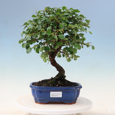 Venkovní bonsai - Cotoneaster horizontalis - Skalník - 1