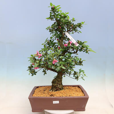 Venkovní bonsai - Japonská azalka SATSUKI- Azalea MOEKA - 1