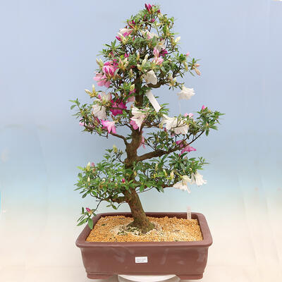 Venkovní bonsai - Japonská azalka SATSUKI- Azalea KINSHO - 1